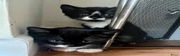 Mixed Breed cats for sale: Adorable Kittens Looking for Loving Homes  in Southampton - Advert 3