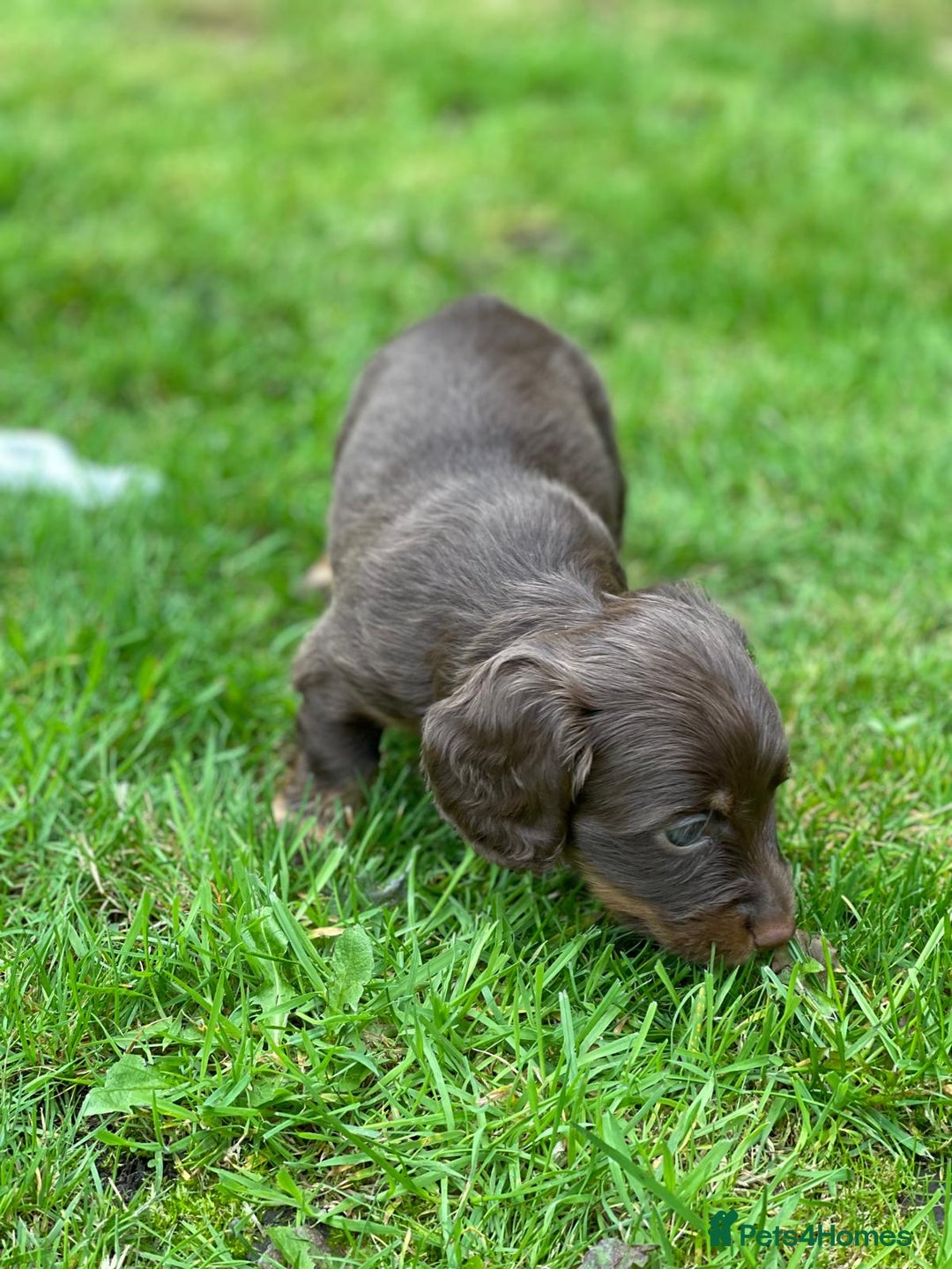 Miniature Dachshund dogs for sale: Kc Reg Long Haired Miniture Dachshund Puppies - Image 9