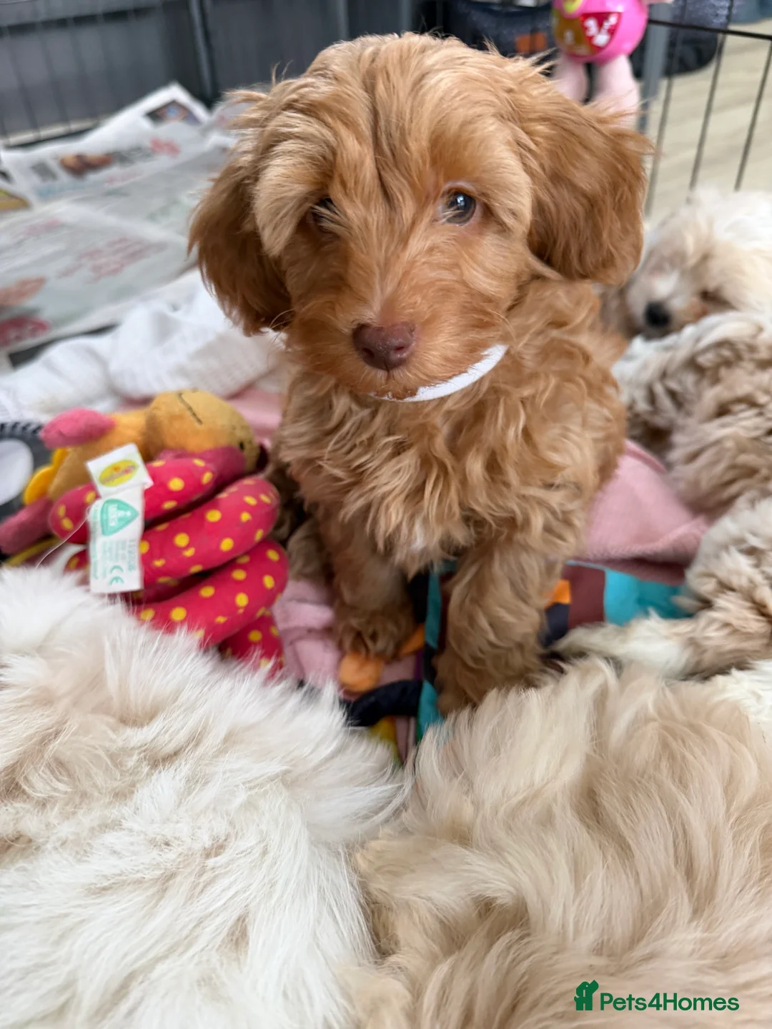 Maltipoo dogs for sale: Beautiful happy health tested Maltipoo fur babies  - Advert 32