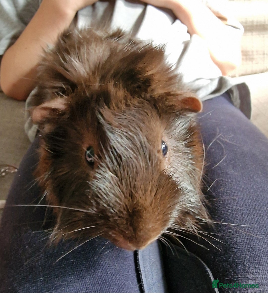Guinea Pig rodents for sale: Lonely guinea pig  - Image 7