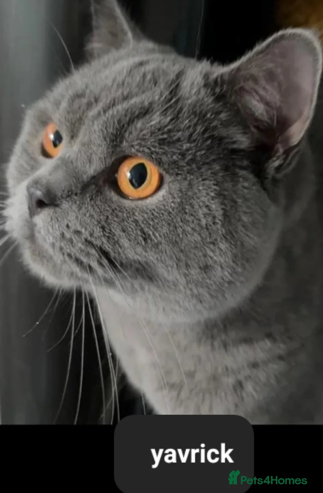 British Shorthair cats for sale: Stunning British blue kittens  - Advert 1