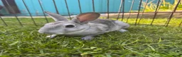 Rex rabbits for sale: Mini Rex Bunnies - Vienna & chinchilla Rex  - Advert 2