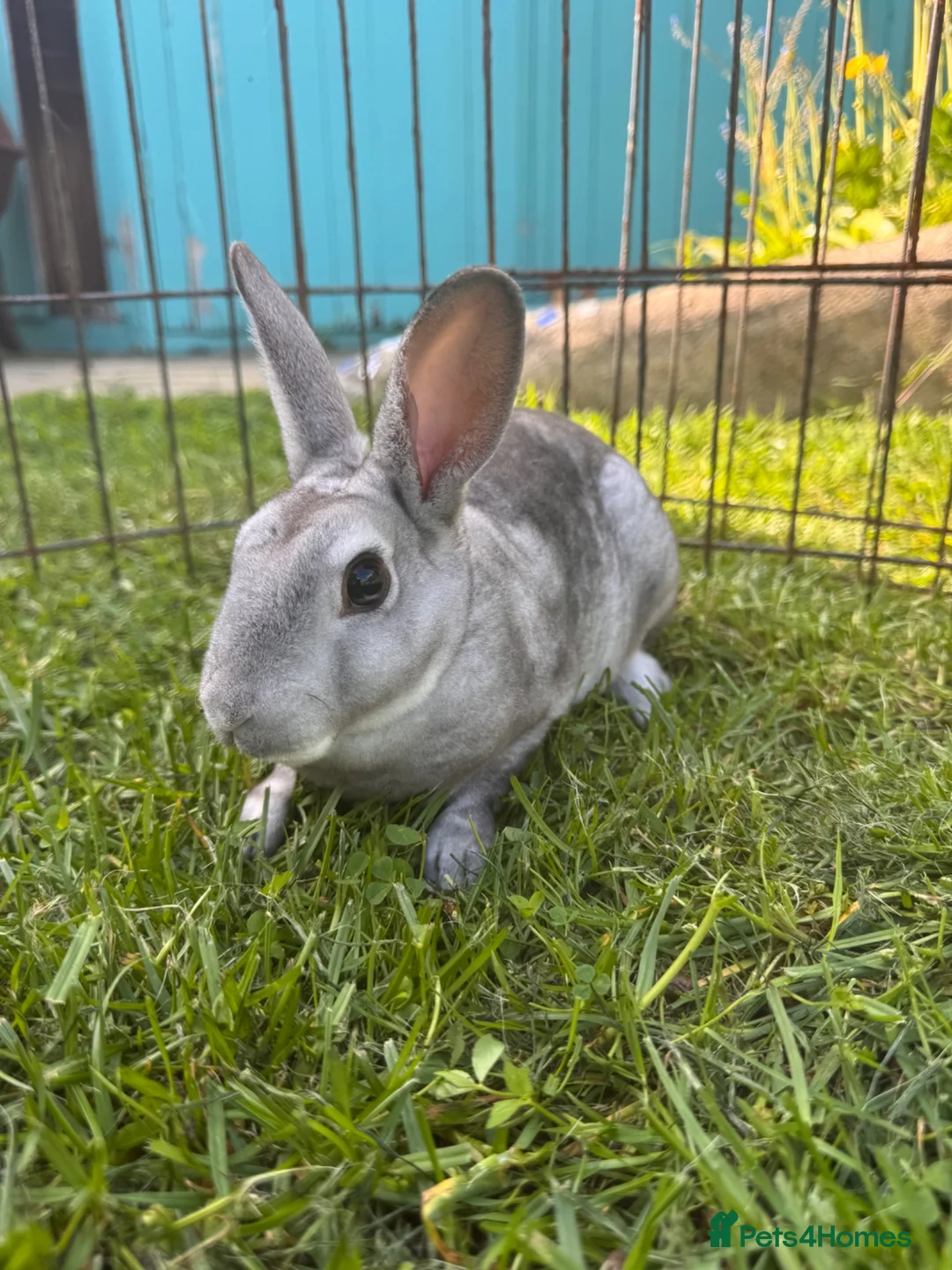 Rex rabbits for sale: Mini Rex Bunnies - Vienna & chinchilla Rex  - Advert 2