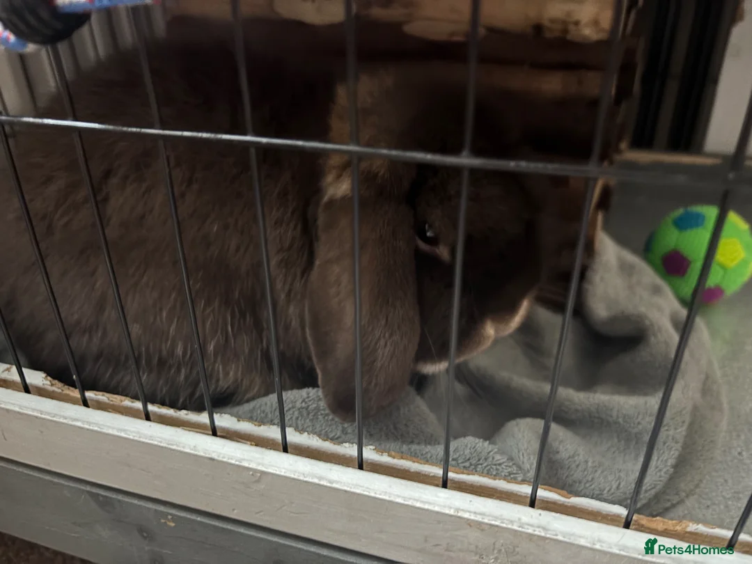 Mini Lop rabbits for sale: Mini Lop rabbit grey and white - Advert 1