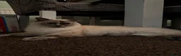 Ragdoll cats for sale: Beautiful Pedigree Ragdoll Kittens  - Advert 17