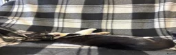 Mixed Breed cats for sale: 5 Gorgeous Kittens - Advert 5