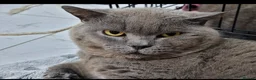 British Shorthair cats for sale: British blue shorthair male pure pedigree - Advert 2