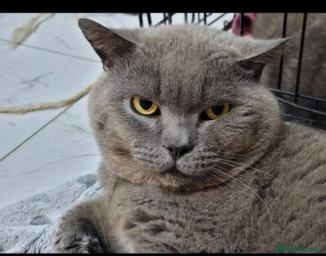 British Shorthair cats for sale: British blue shorthair male pure pedigree - Advert 2