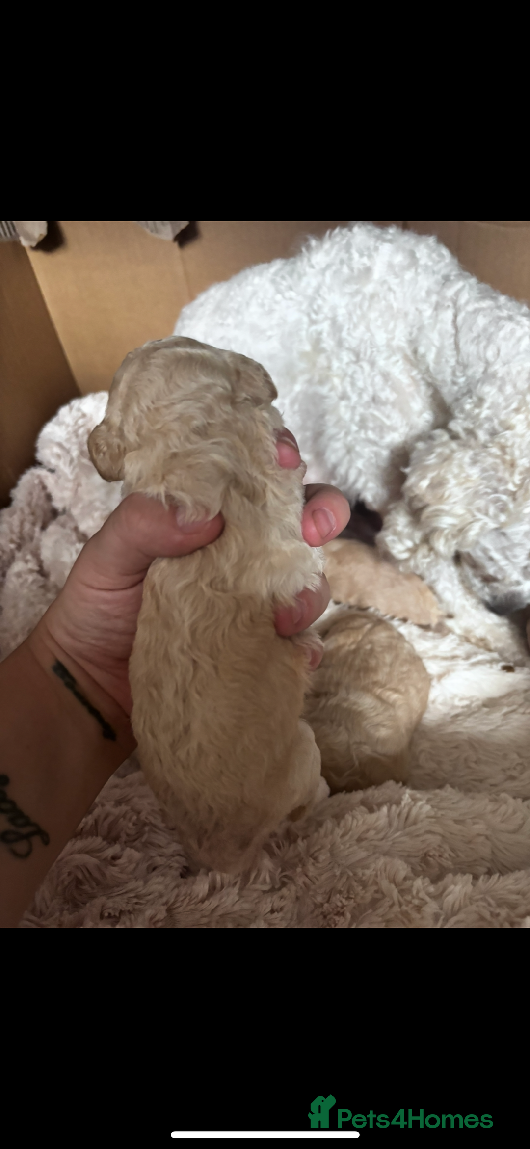 Cavapoo dogs for sale: Gorgeous little Caverpoo babies - Image 4