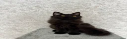 Maine Coon cats for sale: Stunning Purebred TICA Reg Maine Coon Kittens in London - Advert 25
