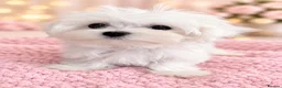 Maltese dogs for sale: Pure Korean Maltese puppies  - Advert 7