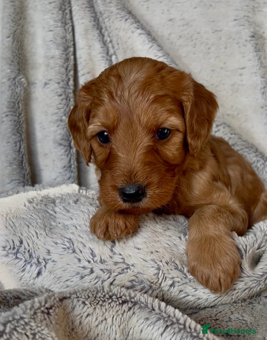 Goldendoodle dogs for sale: Miniture F1B Irish doodles health tested parents  - Advert 33