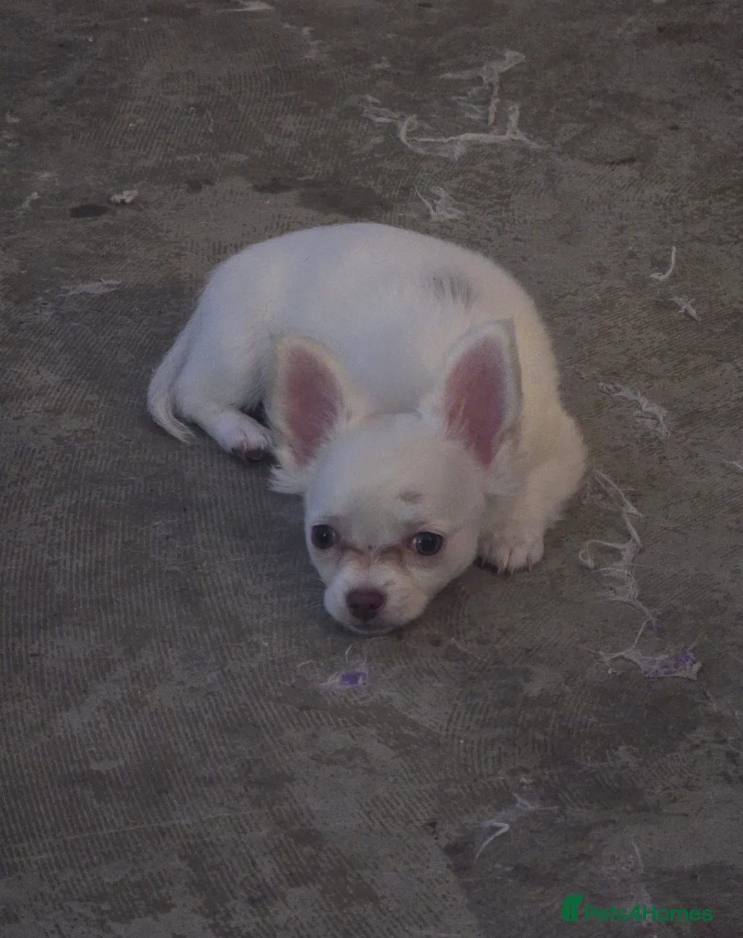 Chihuahua dogs for stud: Reggie the chocolate chi for stud in Ipswich - Advert 32