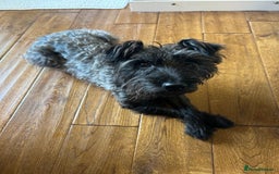 Patterdale Terrier dogs for sale: Patterdale Terrier Puppies - Image 4