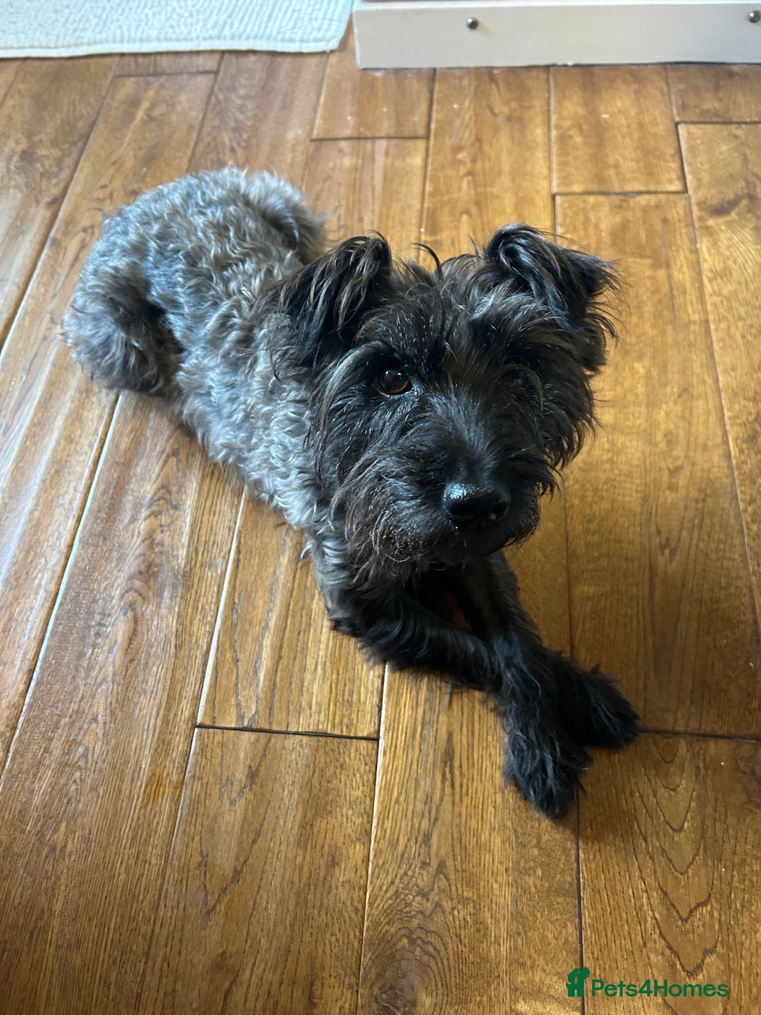 Patterdale Terrier dogs for sale: Patterdale Terrier Puppies - Image 4