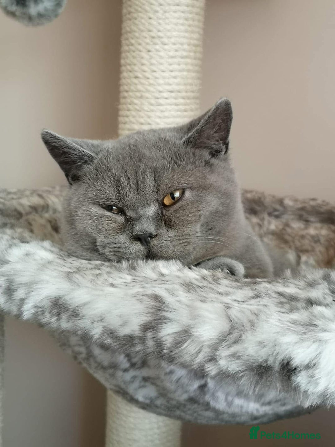 British Shorthair cats for sale: British shorthairs - Blue - Image 4