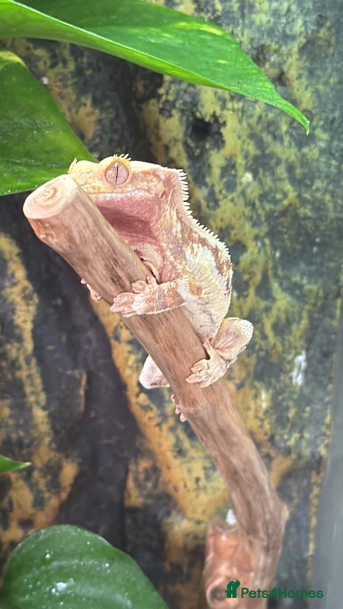 Gecko reptiles Lilly white crested gecko  - Advert 2