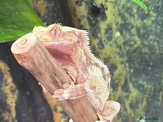 Gecko reptiles Lilly white crested gecko - Advert 2