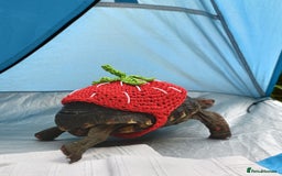 Tortoise reptiles for sale: Cherry head redfoot tortoise  - Image 2