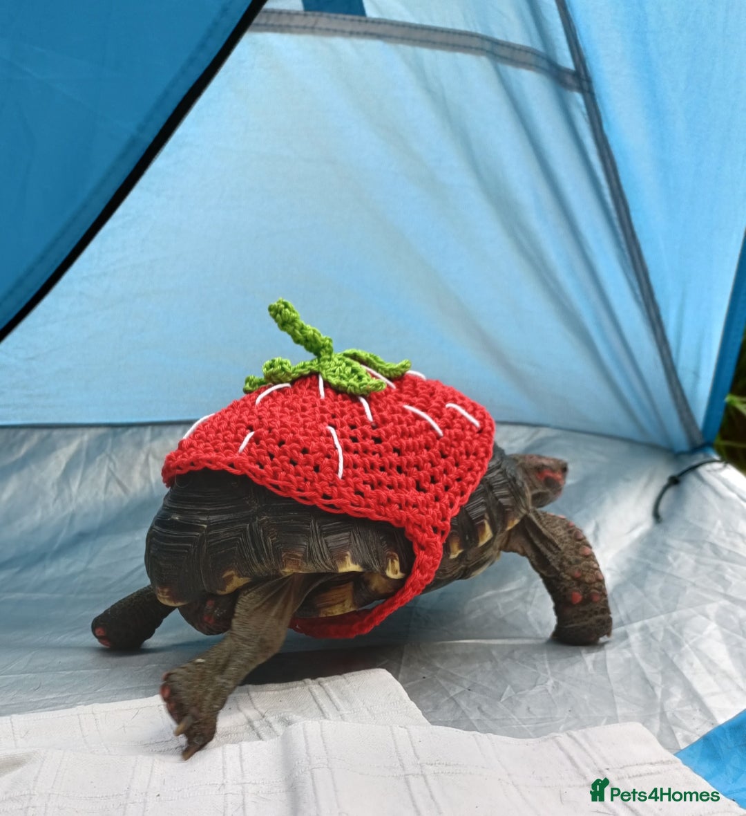 Tortoise reptiles for sale: Cherry head redfoot tortoise  - Image 2