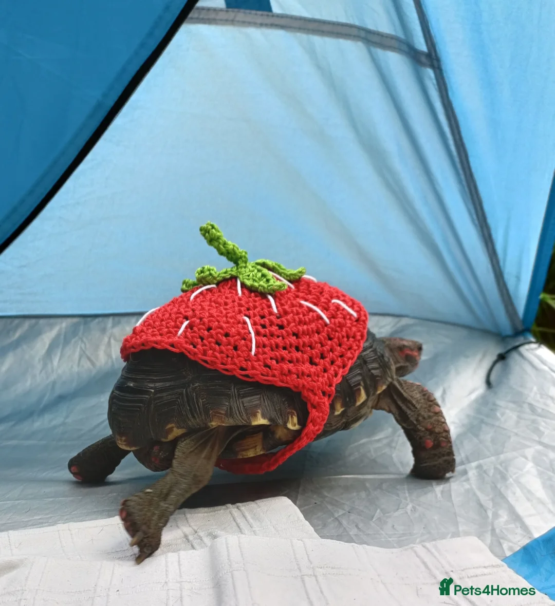 Tortoise reptiles for sale: Cherry head redfoot tortoise  - Advert 2