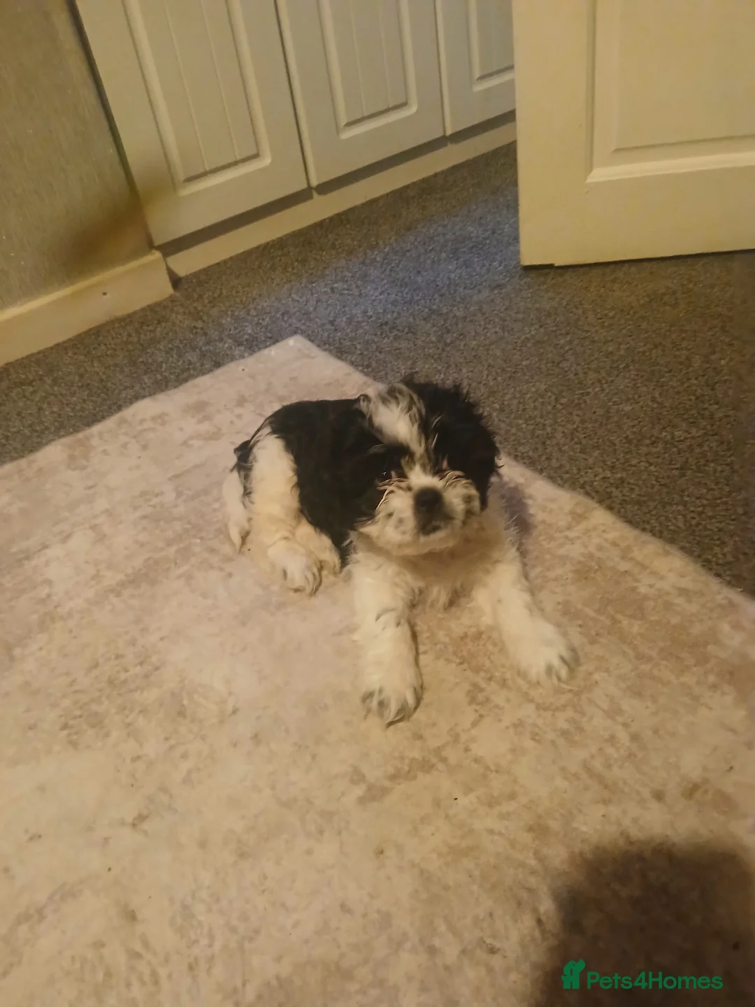 Shih Tzu dogs for sale: 2 beautuful shih  tzu boy puppys - Advert 10