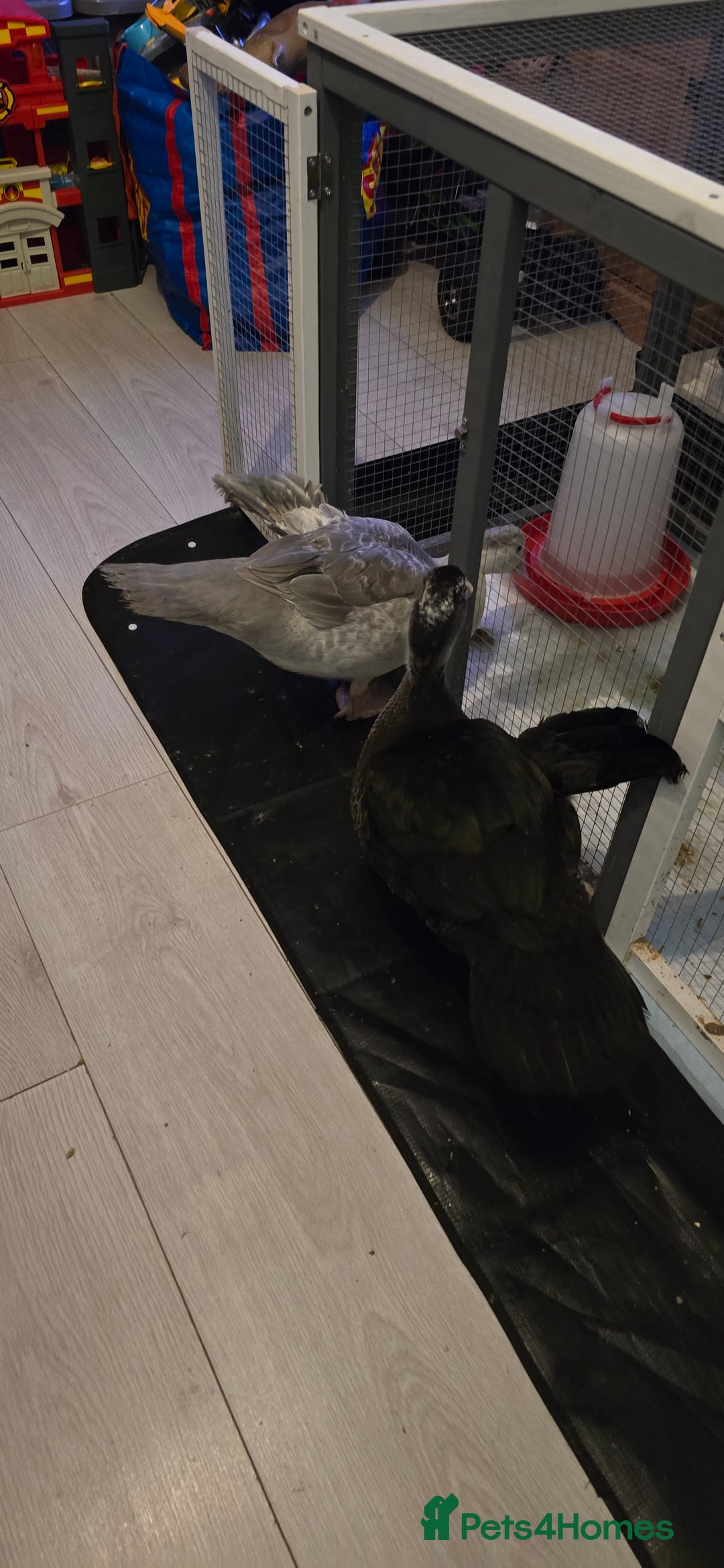 Ducks poultry for sale: 2 18 week old male muscovies open to offers! - Advert 2