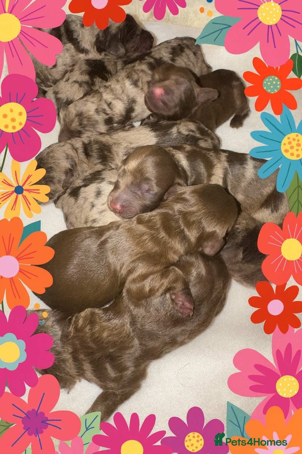 Cockapoo dogs ❤️DNA Tested F1 Rare Merle Cockapoos,Ready 4th Feb - Advert 3