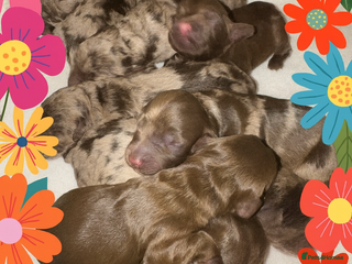 Cockapoo dogs ❤️DNA Tested F1 Rare Merle Cockapoos,Ready 4th Feb - Advert 12
