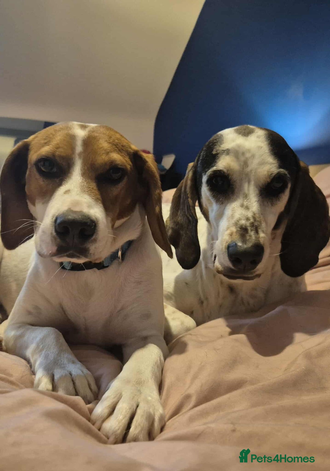 Beagle dogs for adoption: DOUG – 2 years old, Male, Beagle Boy - Advert 3