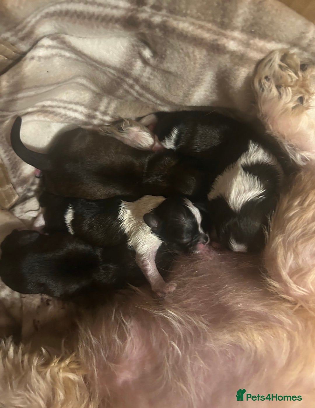 Shih Tzu dogs for sale: 3 adorable shih tzu puppies for sale - Advert 7
