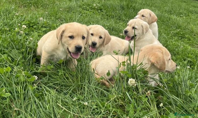 Labrador Retriever dogs Golden Labrador puppies - Advert 16