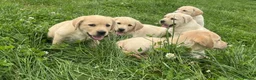 Labrador Retriever dogs for sale: Golden Labrador puppies - Advert 1
