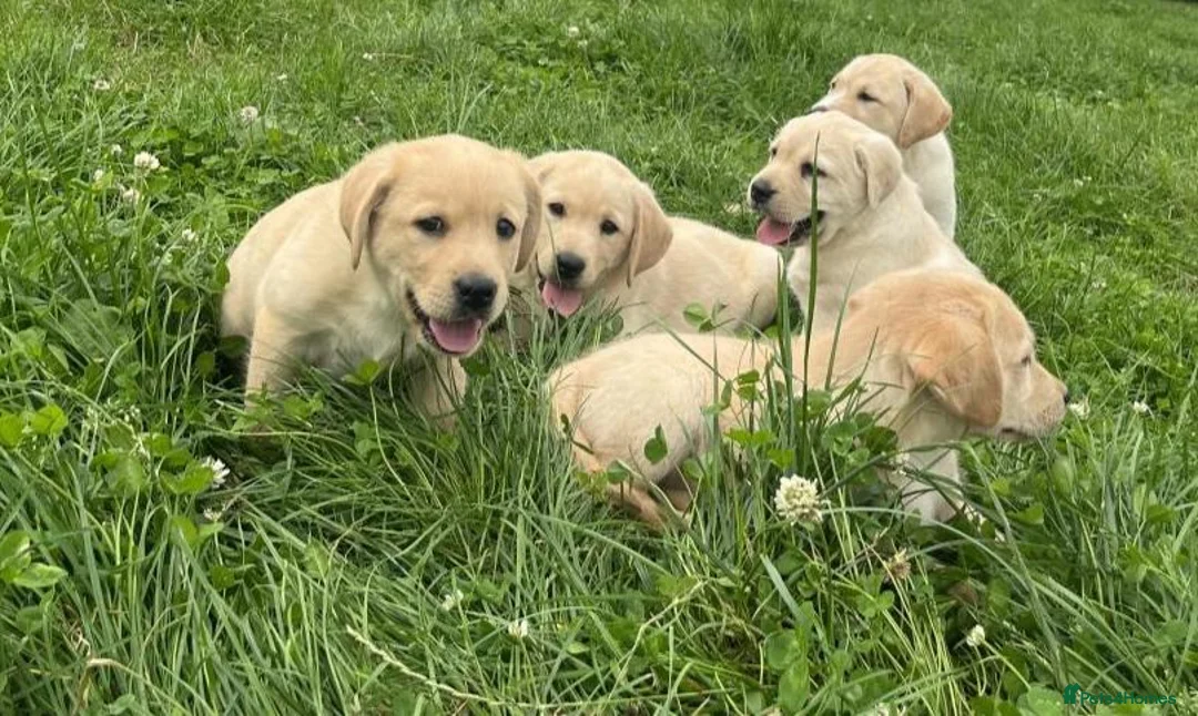 Labrador Retriever dogs for sale: Golden Labrador puppies - Advert 1