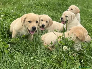 Labrador Retriever dogs Golden Labrador puppies - Advert 16