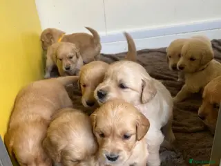 Golden Retriever dogs ✨🍪Chunky Lovely coat golden retrievers✨🍪 - Advert 1