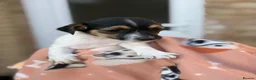 Jack Russell dogs for sale: Litter of 6 Puppies Ready for Their Forever Homes in Gloucester - Advert 9