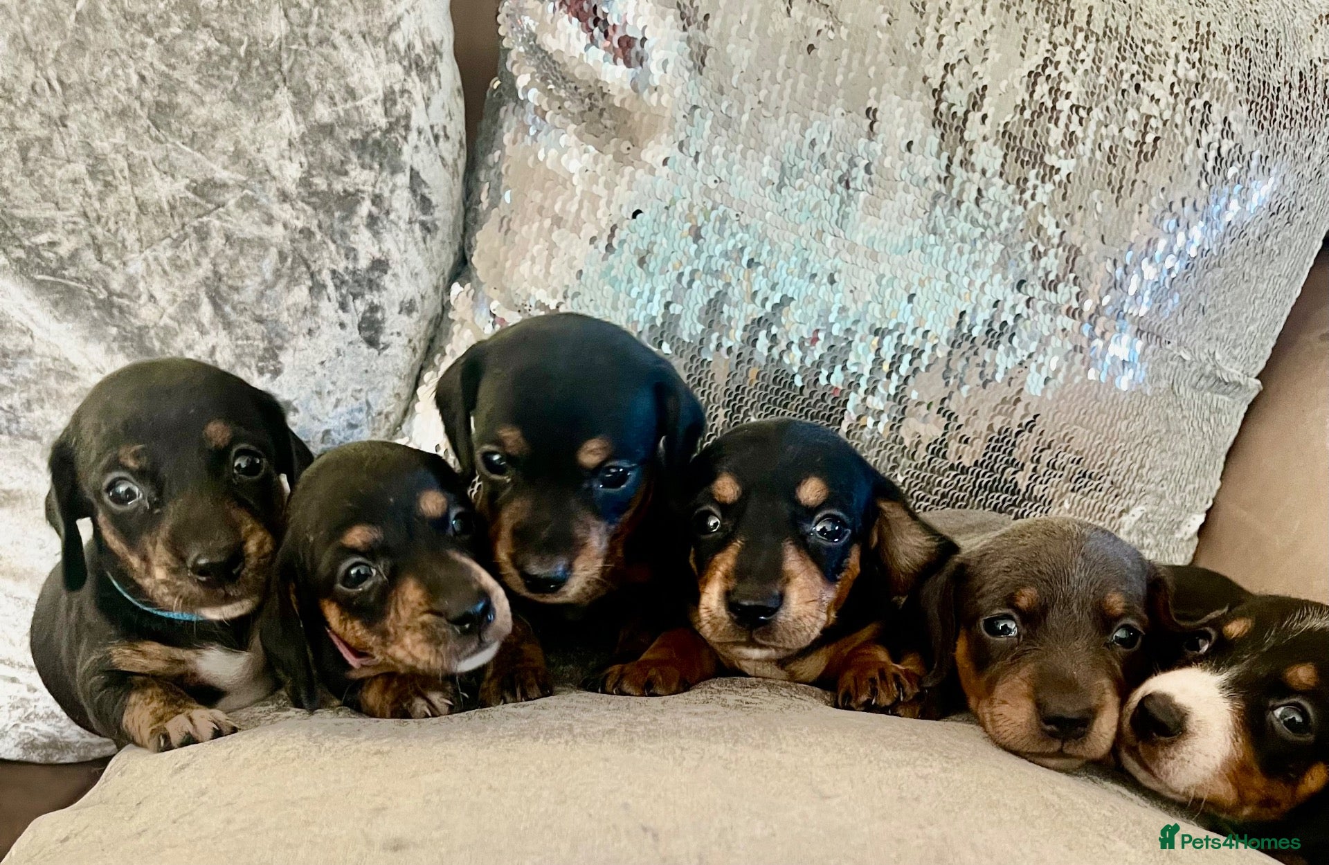 Miniature Dachshund dogs Miniature dachshund puppies - beautiful  - Advert 1