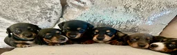 Miniature Dachshund dogs for sale: Miniature dachshund puppies - beautiful  - Advert 1