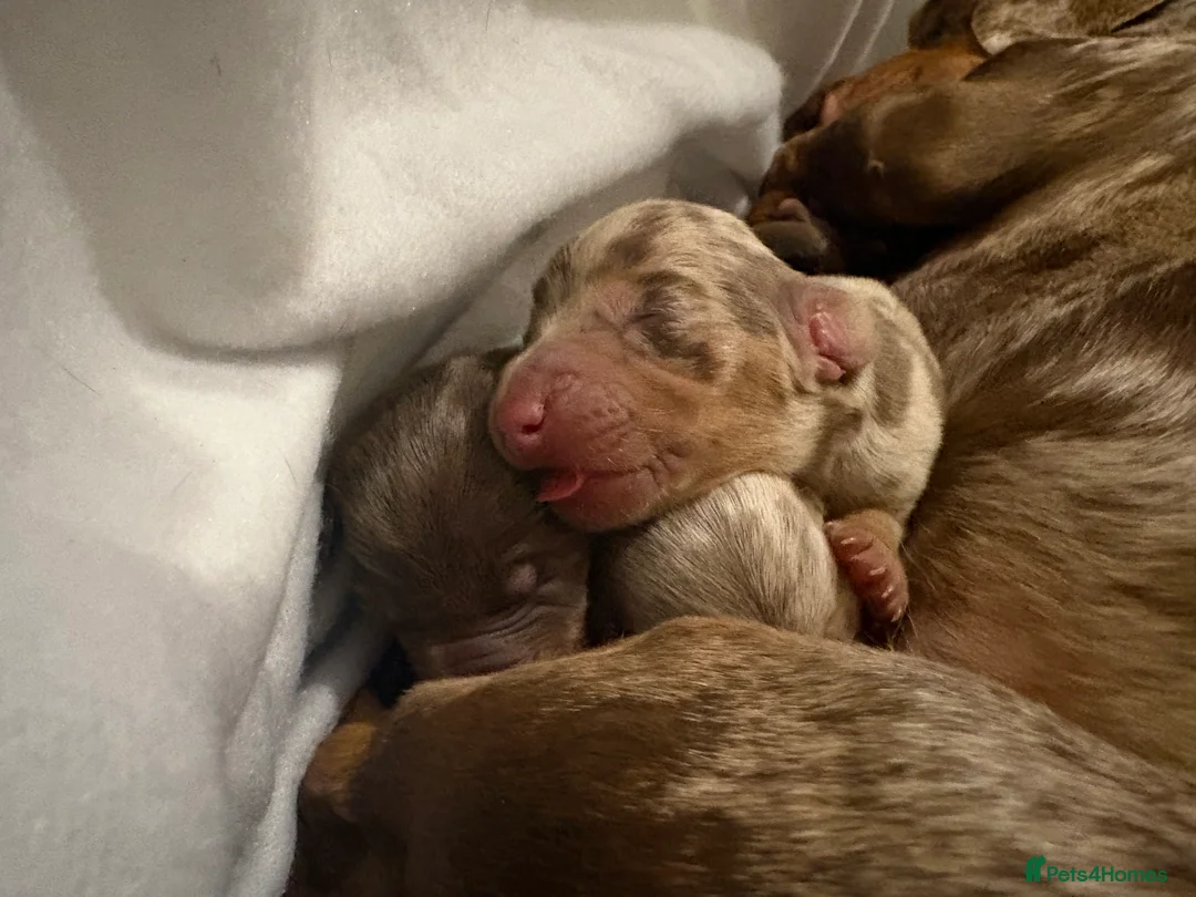 Miniature Dachshund dogs for sale: Miniature Dachshund Pups looking for Loving Homes - Advert 5