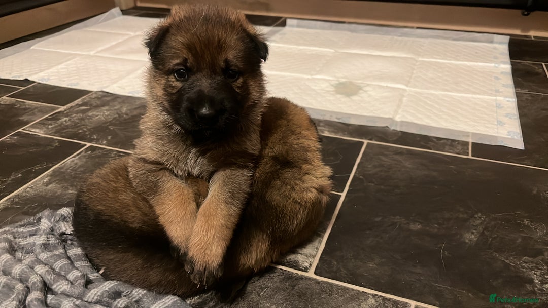 German Shepherd dogs for sale: KC German Shepherd Working line puppies 🐶  - Image 10