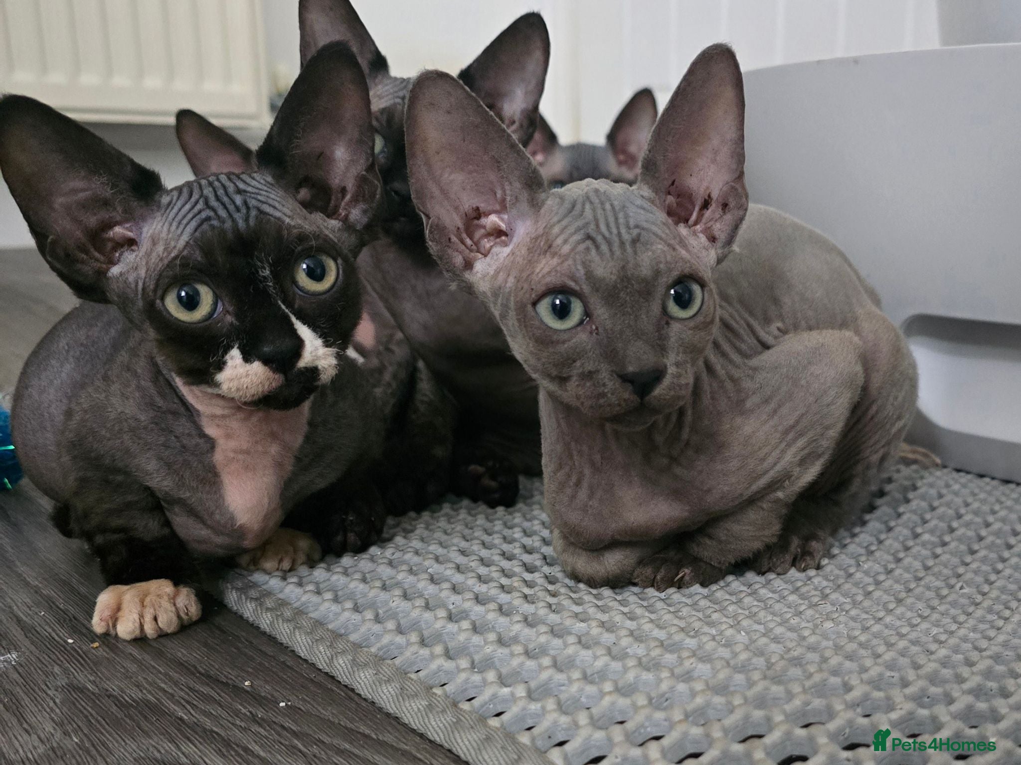 Sphynx cats Sphynx Kittens Looking for Their Forever Homes - Advert 12