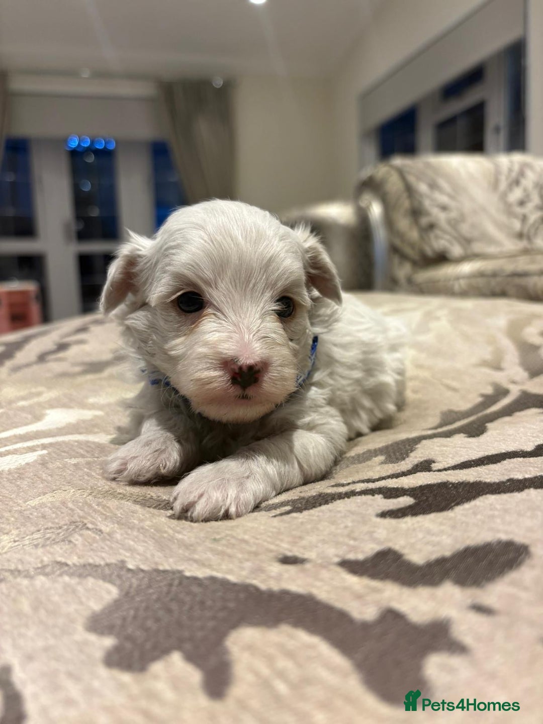Maltipoo dogs for sale: 4 stunning maltipoo available  - Advert 7