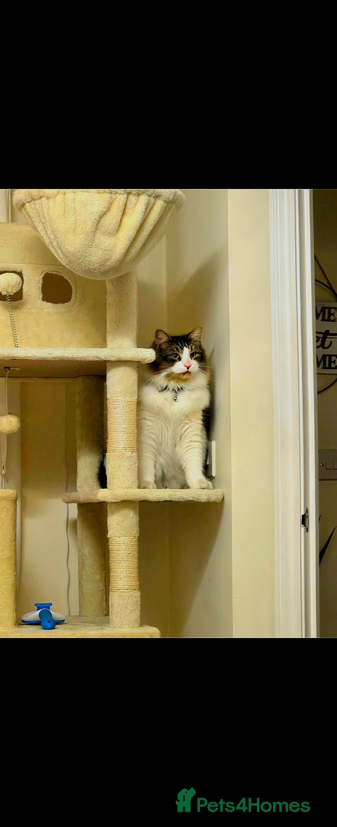 Russian Blue cats for sale: Russian blue =Main coon cross kittens  - Advert 19