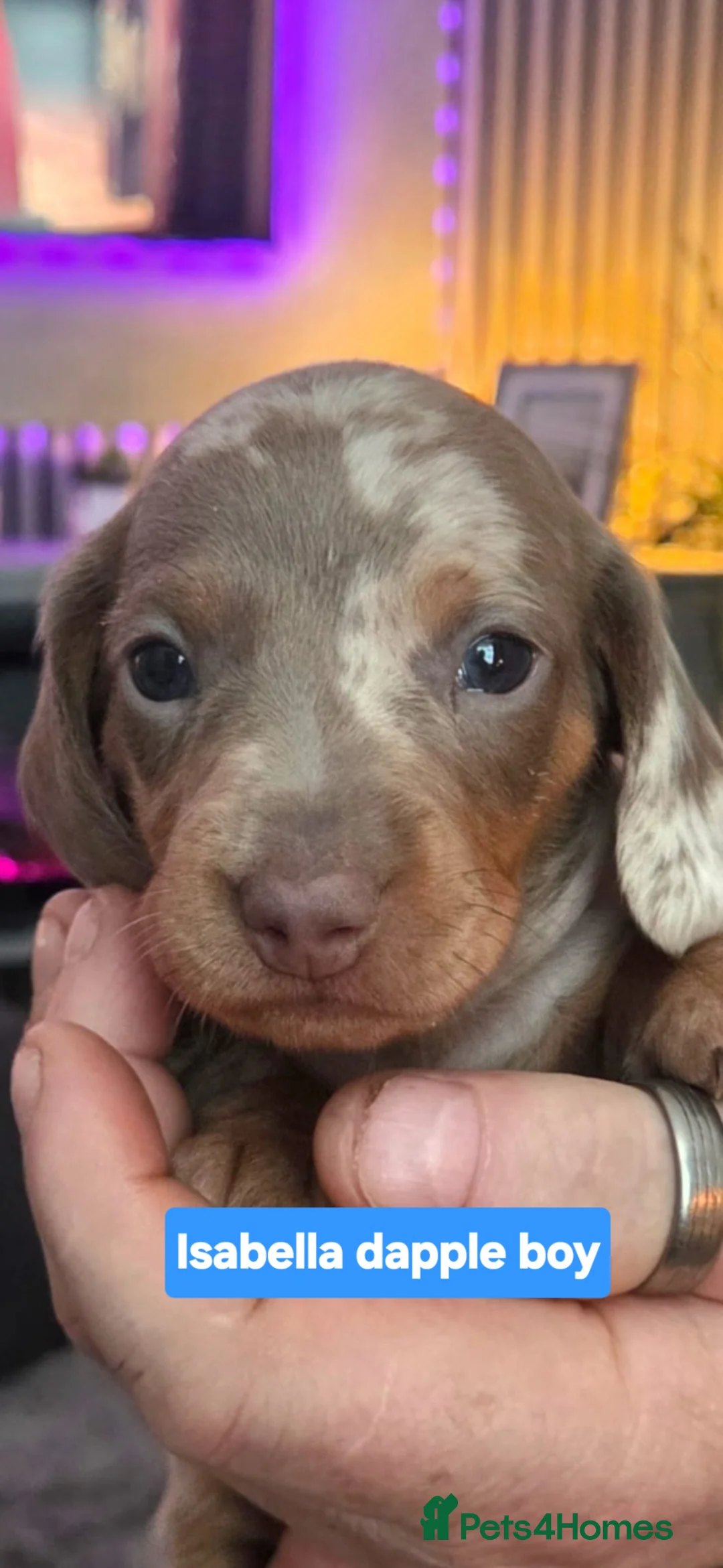 Dachshund dogs for sale: Gorgeous pedigree isabella & choc dapple dachshund - Advert 1