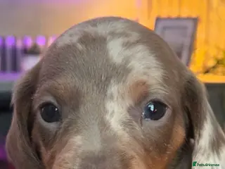 Dachshund dogs Gorgeous dapple dachshund isabella & chocolate - Advert 15