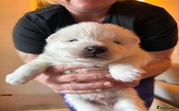 Samoyed dogs for sale: Gorgeous Samoyed Puppies  - Image 20