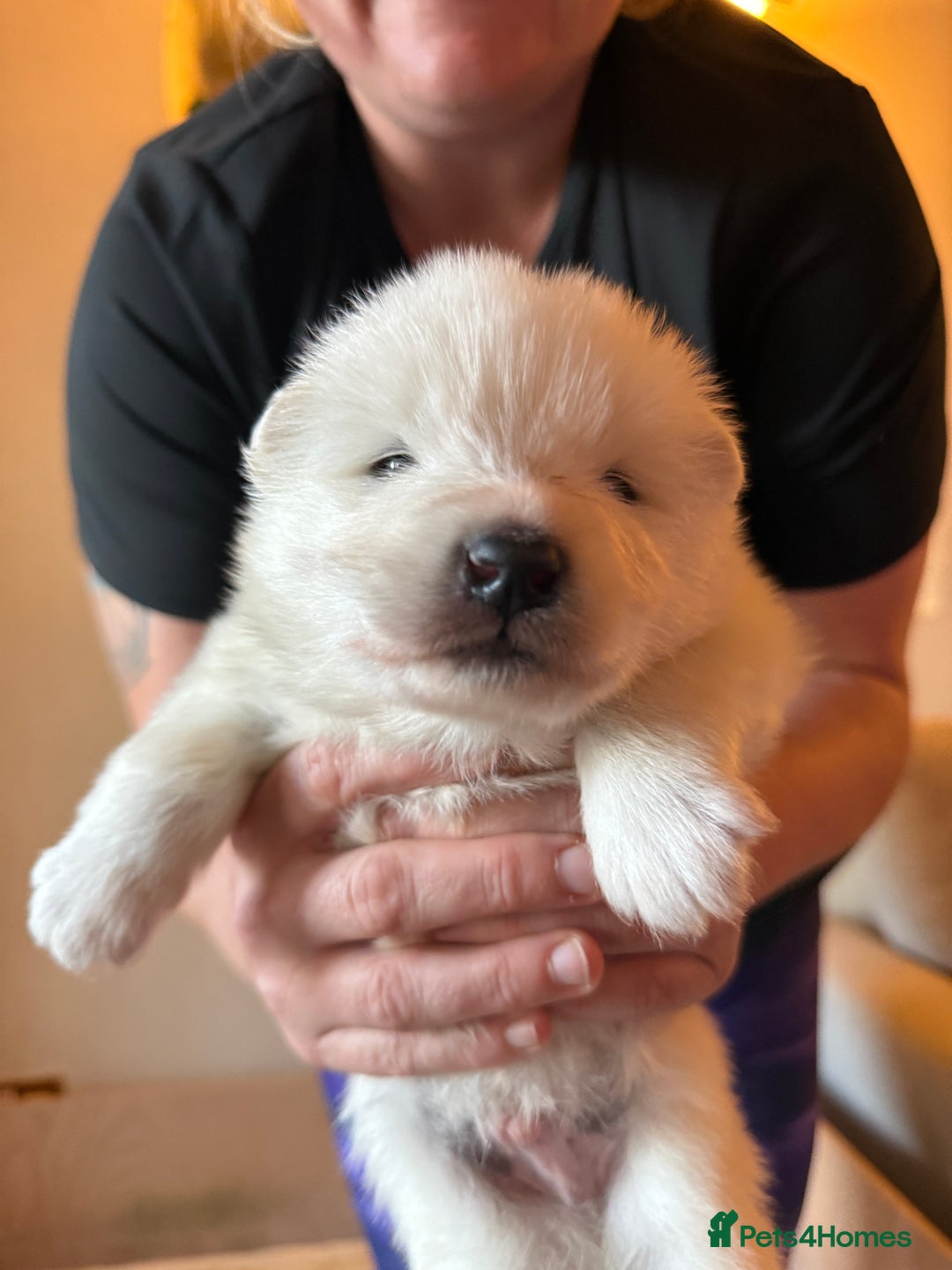 Samoyed dogs for sale: Gorgeous Samoyed Puppies  - Image 20