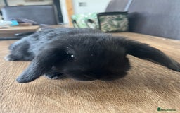 Dwarf Lop rabbits for sale: Dwarf lops READY NOW - Image 15