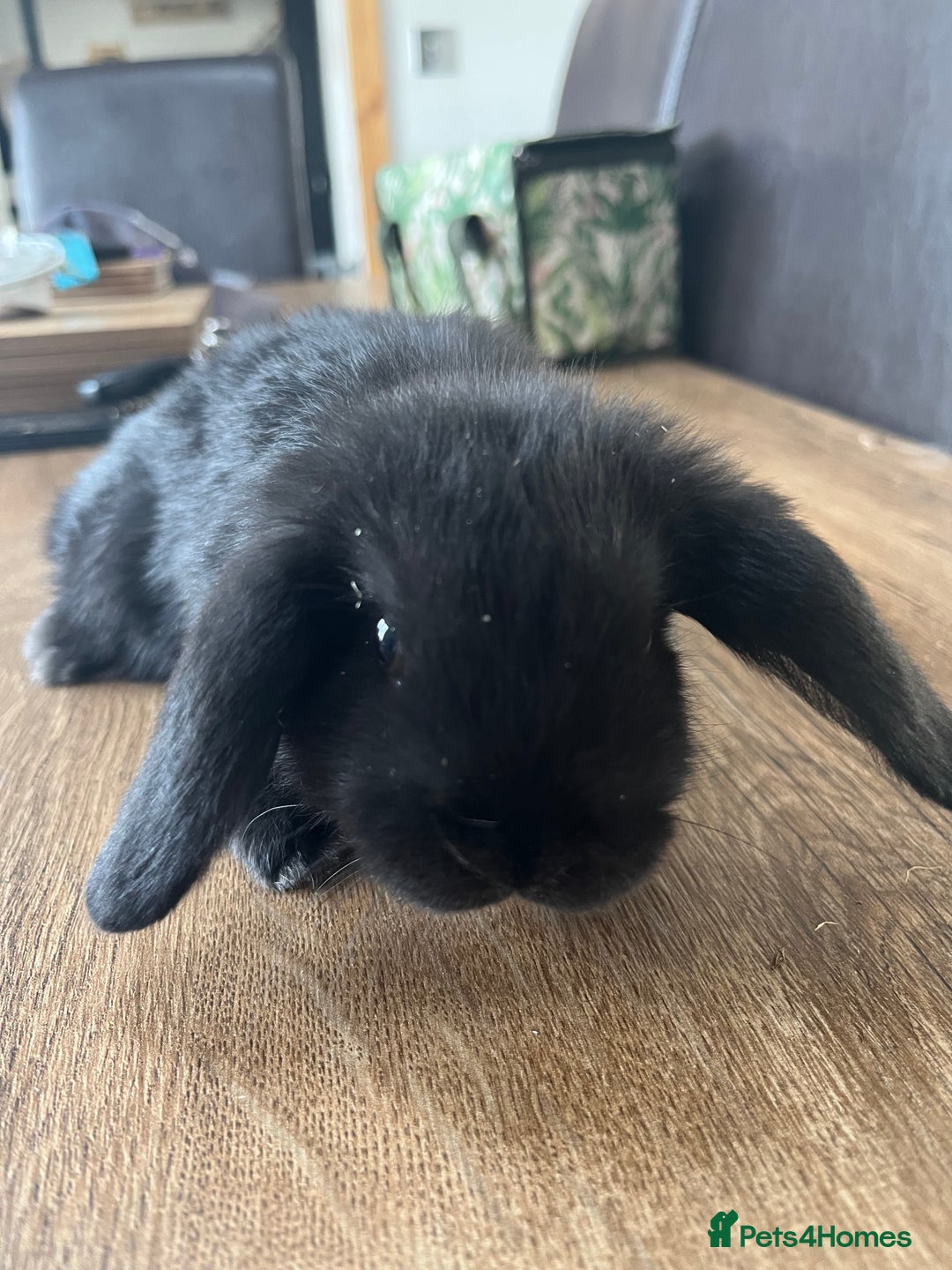 Dwarf Lop rabbits for sale: Dwarf lops READY NOW - Image 15